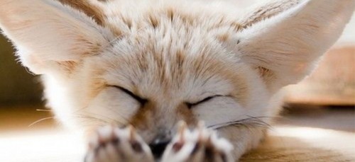 Wij willen deze Fennec Hare als huisdier