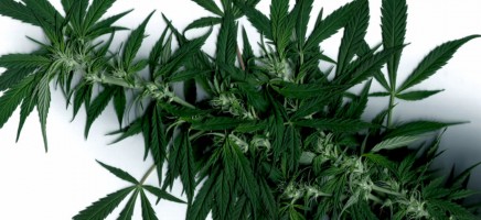 Maak kennis met je nieuwe favoriete beauty product: Cannabis