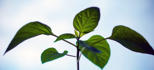 Consuminderen! Zo denkt Esther over groene voornemens in 2016