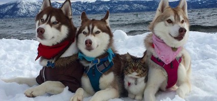 Husky redt kitten van de dood en zijn sindsdien onafscheidelijk