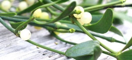 Waarom kussen we eigenlijk onder de mistletoe? Dit is het antw...