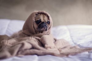 Gratis op vakantie en knuffelen met een huisdier? Dat kan zo!