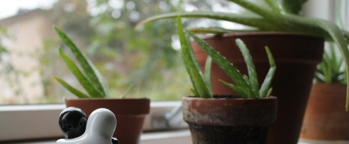 De Aloë Vera plant mag niet ontbreken in je interieur