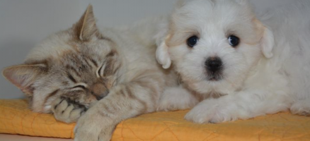 Dit is hét grote verschil tussen katten en hondenmensen