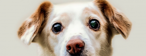 Met een kinderstemmetje tegen je hond praten is echt nuttig