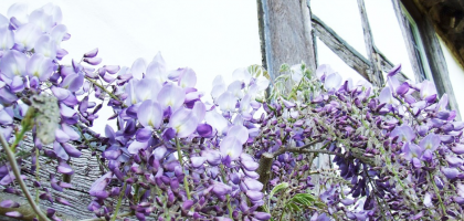 3 giftige planten in je tuin