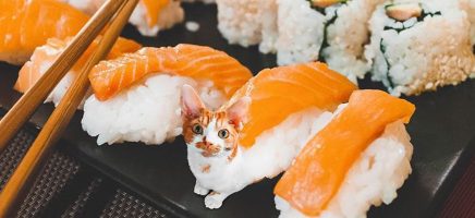 Deze 'cats in food' zijn smakelijk om naar te kijken