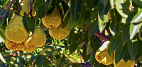Column Amy: Appels met peren vergelijken