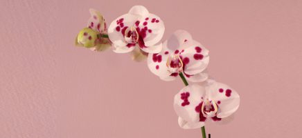Orchideeën in december voor meer sfeer in huis