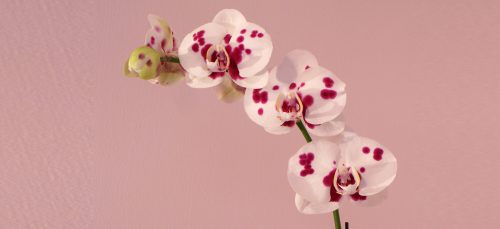 Orchideeën in december voor meer sfeer in huis