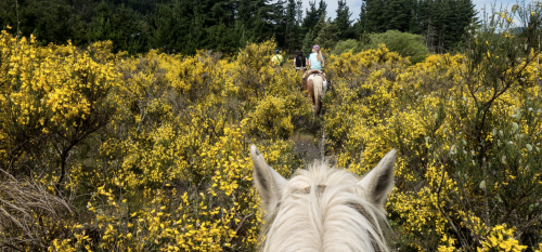 Was jij een paardenmeisje? 3 redenen om weer in het zadel te k...