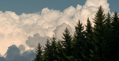 Bomen knuffelen als remedie voor sociale isolatie