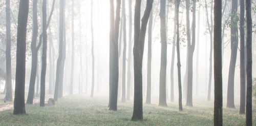 Forest bathing voor het verminderen van stress en vermoeidheid