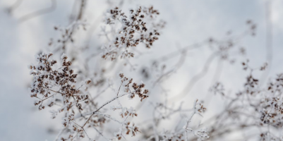 Vijf helende voordelen van sneeuw