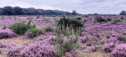 Wat dacht je van een wandeling over de heide die zo mooi in bl...